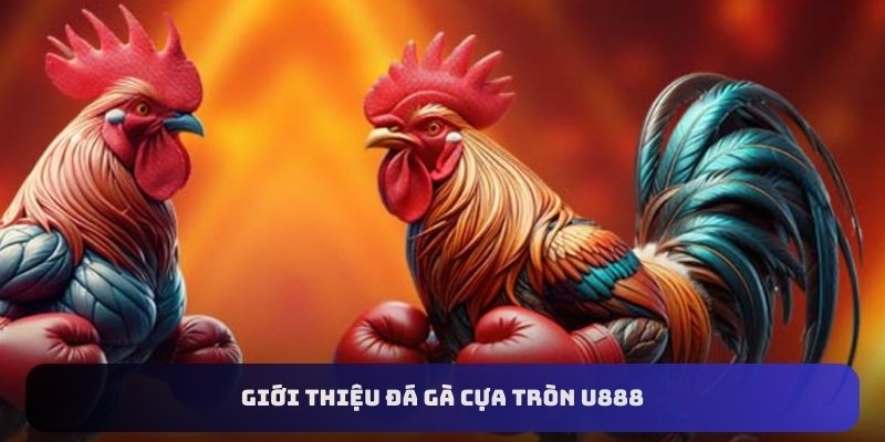 Giới thiệu đá gà cựa tròn U888